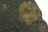 Dactylioceras Ammonite Cluster - Posidonia Shale, Germany #180327-1